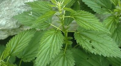 αφεψήματα βοτάνων για τη θεραπεία των κιρσών