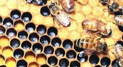 θεραπεία κιρσών με μελισσοκομικά προϊόντα